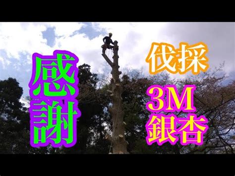 小銀杏木風水|銀杏樹風水：招財又旺宅